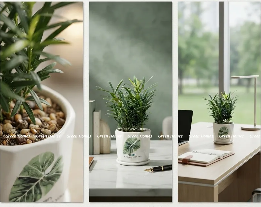 Cây Tùng La Hán để bàn làm việc _Ý nghĩa phong thủy